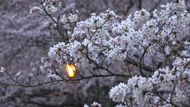 4K 京都・和らぎの道の桜が満開