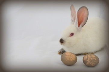 Fototapeta na wymiar Пасхальный кролик с яйцами