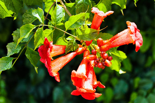 Trumpet Vine Flowers