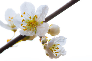 freigestellte Obstbaumbl&uuml;te