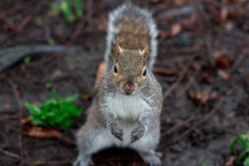 Naklejka na ściany i meble Graues Eichhörnchen im Park und auf dem Baum