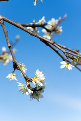 Flowers bloom on the branches of the tree