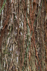 Obraz premium Roots of tropical lianas - texture