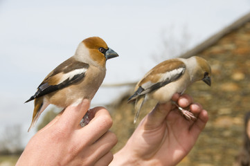 Hawfinch couple in hand