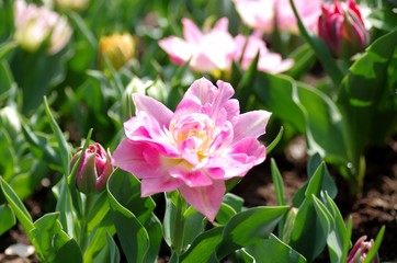 Gefüllte Tulpe in Rosa, Beet, Blumenbeet