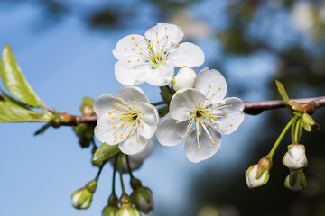 Branch with three white flowers of cherries close-up