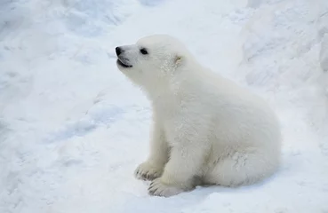 Photo sur Plexiglas Ours polaire Белый медвежонок.