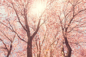 Tree blossom