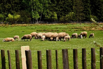 Obraz premium Grazing sheep