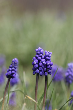  Muscari or murine hyacinth on the background of green grass