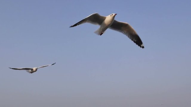 Seagulls at Bang Pu sea side,Samut Prakarn,Thailand