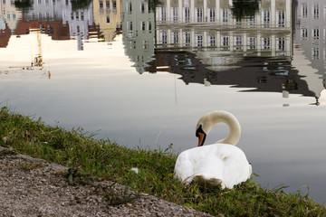 Schwan neben Flussufer mit Spiegelungen eines Stadtbildes 