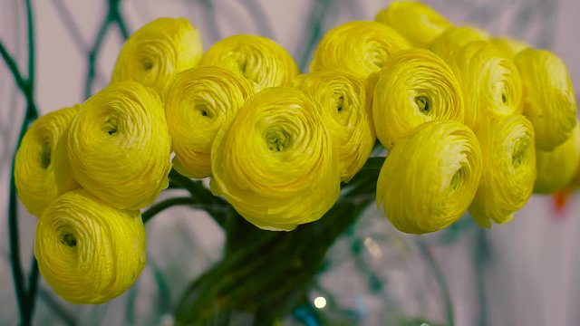 Ranunkulyus Yellow Flowers