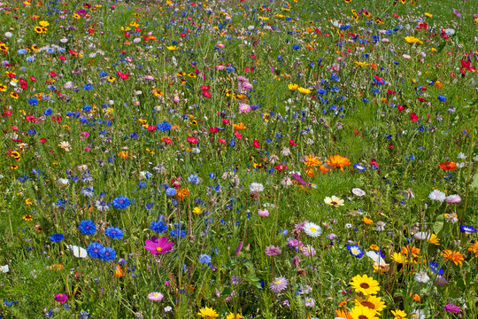 Fototapeta Sommerblumen, Blumenwiese, Sommer, Flowers