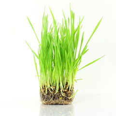 fresh sprouted wheat grass with water drops in white background