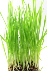 fresh sprouted wheat grass with water drops in white background