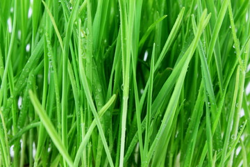 Fototapeta na wymiar fresh sprouted wheat grass with water drops closeup