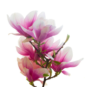 Fototapeta Blossoming pink  magnolia Flowers