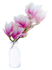 Blossoming pink  magnolia Flowers