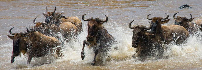 Wildebeests are crossing Mara river. Great Migration. Kenya. Tanzania. Masai Mara National Park. An...