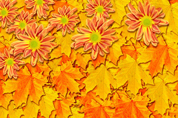 Naklejka na ściany i meble Autumn foliage. Golden Autumn. chrysanthemum