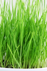Fototapeta na wymiar fresh sprouted wheat grass with water drops in white background