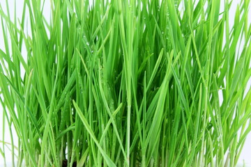 Fototapeta na wymiar fresh sprouted wheat grass with water drops in white background