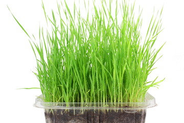 fresh sprouted wheat grass with water drops in white background