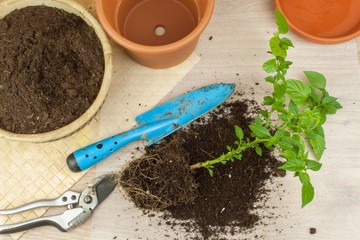 Spring works in the garden. Seedlings chilli peppers. Growing vegetables. Transplanting seedlings into pots. Chilies in a clay pot.
