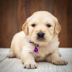 Golden retriever puppy