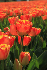 Fototapeta premium Yellow and orange tulips
