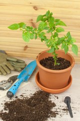 Spring works in the garden. Seedlings chilli peppers. Growing vegetables. Transplanting seedlings into pots. Chilies in a clay pot.
