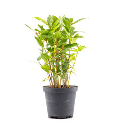 Small laurel tree in flower pot