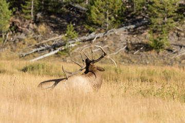 Bull Elk Bedded in a Meadow