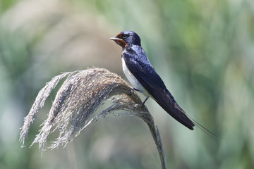 Golondrina común ((Hirundo rustica) posada en una rama