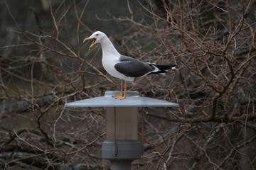Seagull on a lamp