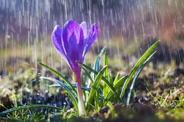 Papier Peint photo Autocollant Crocus Beautiful spring blue crocus in the spring rain