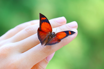Fototapeta na wymiar Colorful butterfly in female hand, close-up