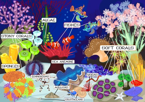 Coral reef with soft and hard corals. Ecosystem