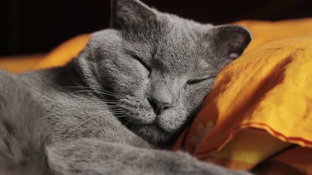 British gray cat sleeps on a pillow