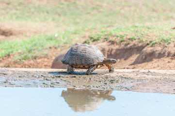 Leopard tortoise walking