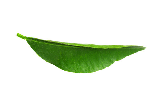 Green leaf of orange tree, isolated on white
