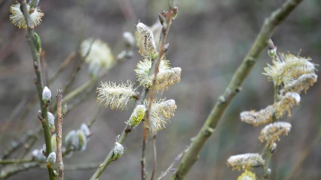 Salix caprea (goat willow, also known as the pussy willow or great sallow)