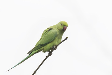 Rose-ringed parakeet Psittacula krameri