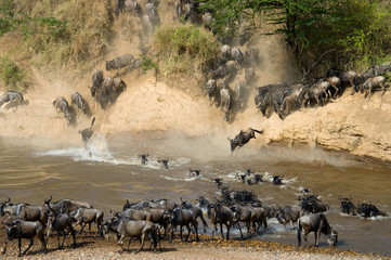 Fototapeta na wymiar Wildebeests are crossing Mara river. Great Migration. Kenya. Tanzania. Masai Mara National Park. An excellent illustration.