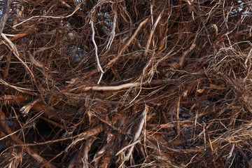 Fototapeta na wymiar tree roots background