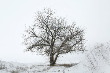 Fototapeta na wymiar Single tree on winter field