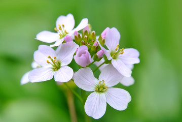 Blume lila und zart ist am blühen im Frühling