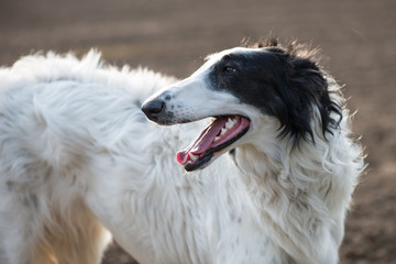 Dog portrait, Russian wolfhound dog, exhausted after running.