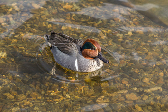 Green Winged Teal